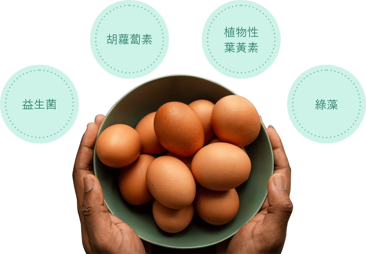 喜鵲雞蛋－添加天然營養配方的飼料